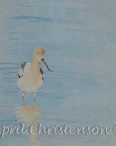 Avocet in colored pencil by April Christenson